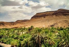 Fint Oasis Day Trip from Ouarzazate